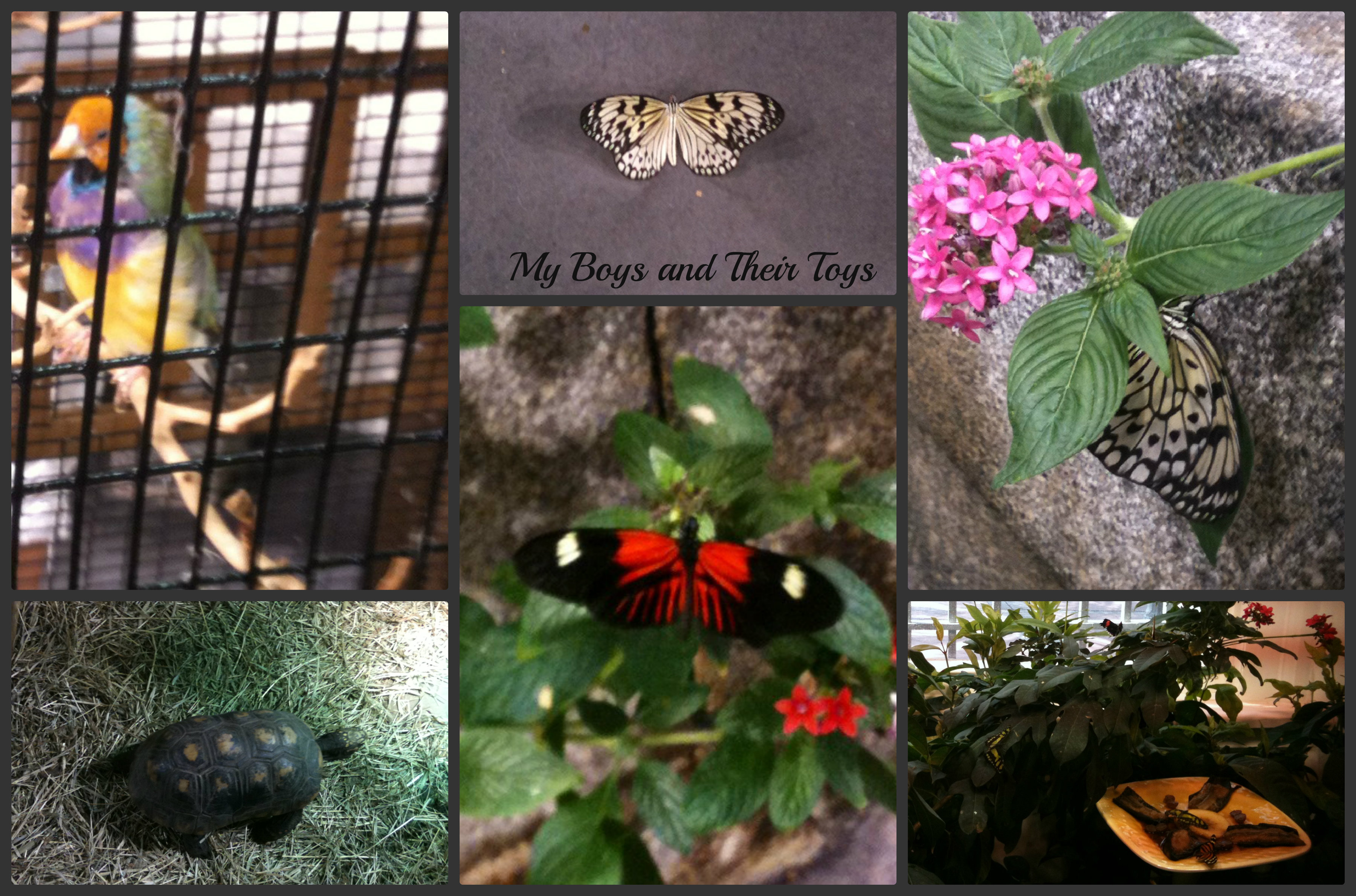 Nola S Audubon Butterfly Garden And Insectarium My Boys Their Toys