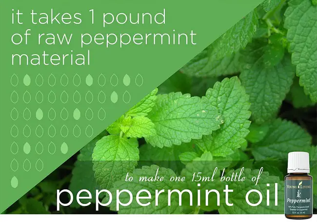 peppermint essential oils